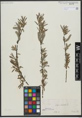 Foto von Salix viminalis L.
